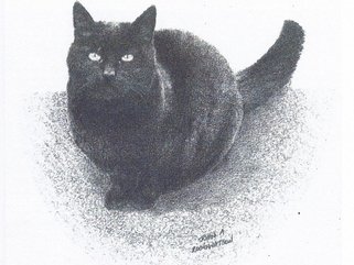 Cat 2, pencil drawing Image.