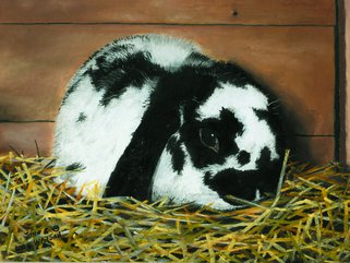 Charlie Rabbit Image.